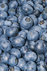 Reife Blaubeeren