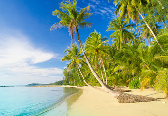 Obraz na płótnie Canvas Relaxation In Peace Palm Panorama