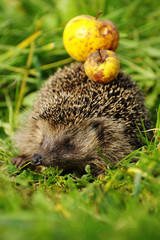 Hedgehog with apple 3