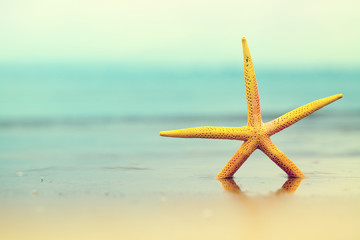 Obraz na płótnie Canvas Starfish