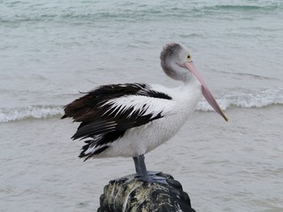 Australian Pelican with a pink bill on a rock