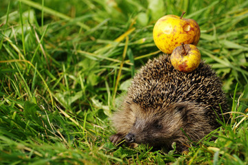 Hedgehog with apple 7