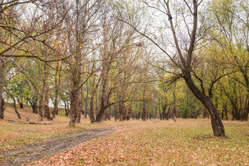 Naklejka premium autumn forest after the rain