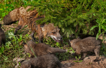 Obraz premium Red Fox Vixen (Vulpes vulpes) and Kits