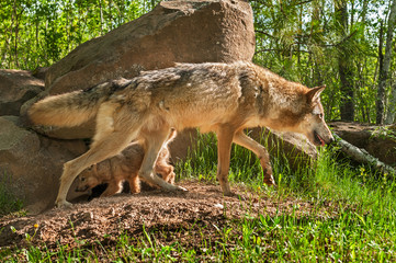 Grey Wolf (Canis lupus) and Pup Cross Paths