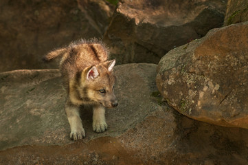 Grey Wolf (Canis lupus) Pup Ready to Pounce