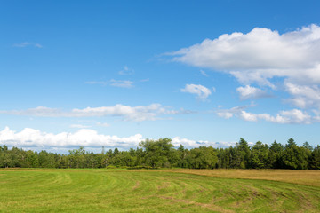 Fototapeta na wymiar Rural field with distant forest
