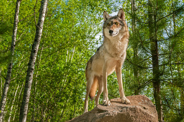 Grey Wolf (Canis lupus) Alert Atop Rock