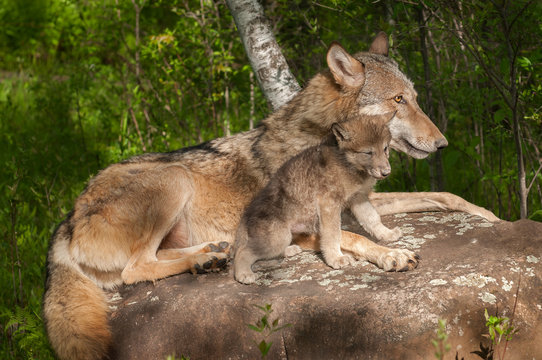 Grey Wolf (Canis lupus) and Her Pup Relax Atop Rock