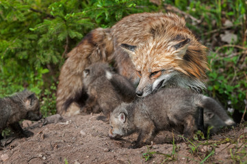 Naklejka na ściany i meble Red Fox Vixen (Vulpes vulpes) and Kits Inspect Densite