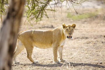 Large lion walks in Serengeti Africaa