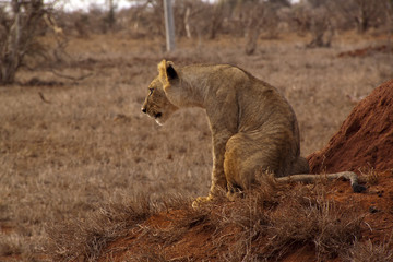 Fototapeta na wymiar Löwin in Kenia