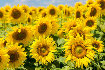 sun flowers field in Ukraine sunflowers