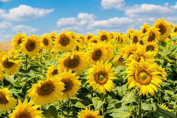 Obraz premium sun flowers field in Ukraine sunflowers