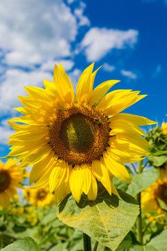 sun flowers field in Ukraine sunflowers