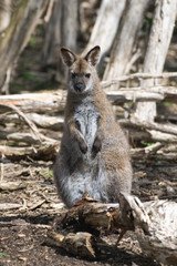Naklejka na ściany i meble Red-necked Wallaby, Australia