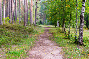 Obraz premium malowniczy i piękny szlak turystyczny w lesie w pobliżu rzeki