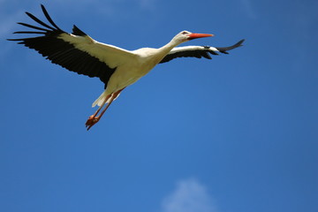Obraz premium Cigogne Blanche