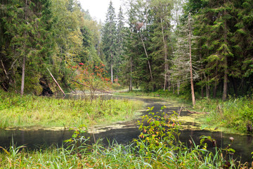 old river bank with reflections in water