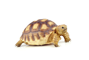 turtle on over white background