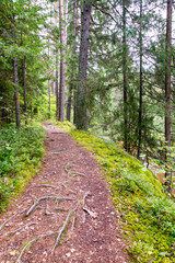 scenic and beautiful tourism trail in the woods near river
