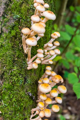 Honey agarics on the tree trunk.