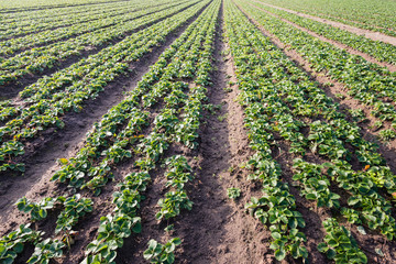 Fototapeta na wymiar Strawberry plants in convergings rows in the field