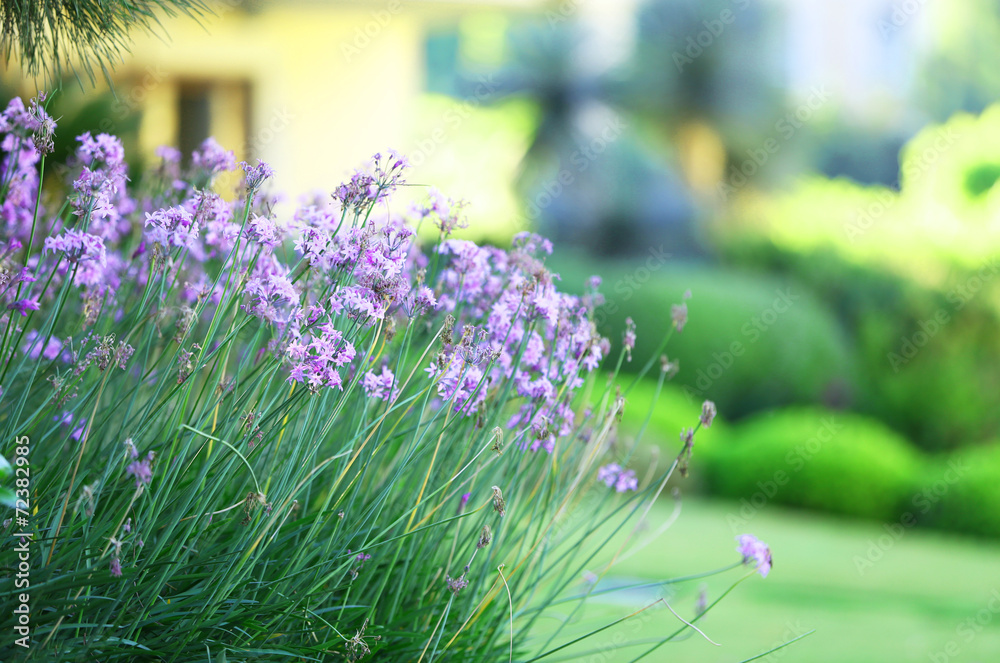 Wall mural beautiful landscaping in garden