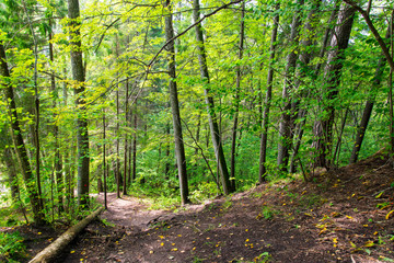 Obraz premium scenic and beautiful tourism trail in the woods near river