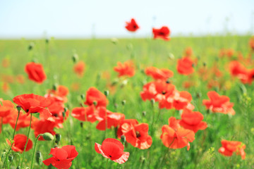Beautiful poppy flowers in the field