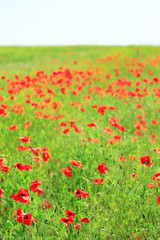 Obraz premium Beautiful poppy flowers in the field
