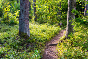 scenic and beautiful tourism trail in the woods near river