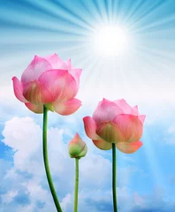 Papier Peint photo Lavable fleur de lotus lotus rose et lumière du soleil sur fond de ciel bleu