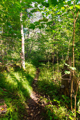 scenic and beautiful tourism trail in the woods near river