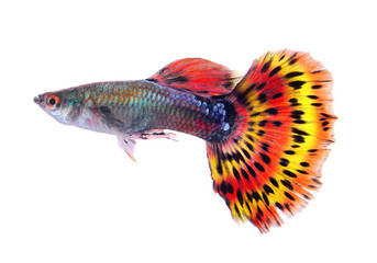 Fototapeta premium guppy fish isolated on white background