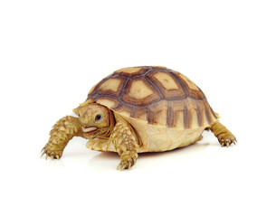 Obraz premium turtle on over white background