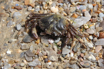 Crabe sur la côte