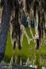 Back-lit Spainish Moss Hanging in the Swampy Bayou-1