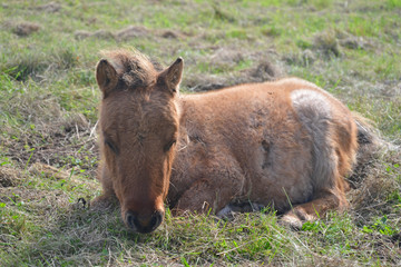 shetland pony foal