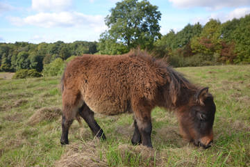 shetland foal