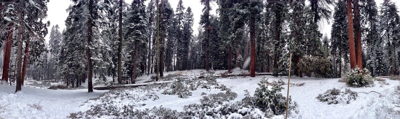 sequoia national forest - California