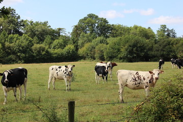 Vcahes dans un pré