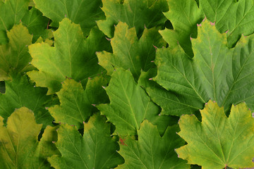 Fototapeta na wymiar Bright background made of autumn leaves