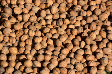 nueces