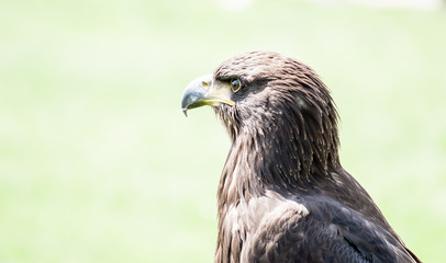 Steinadler