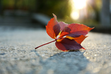 Beautiful autumn leaf on road