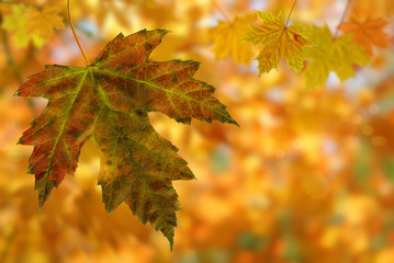 Autumn background