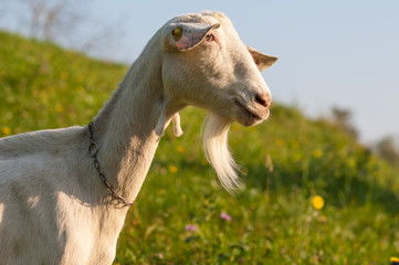 Obraz premium goat
