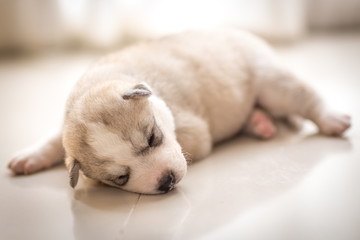 siberian husky puppy