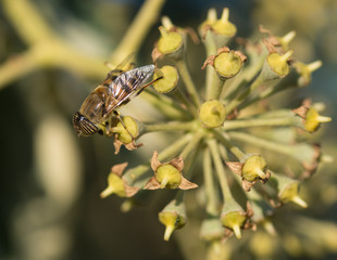 Syrphe, insecte aux yeux rayés